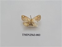 藏品(尺蛾62)的圖片